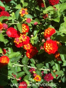 Lantana hybrid 2